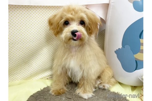 成約済の東京都のマルプー:マルチーズ×トイプードル-275924の4枚目